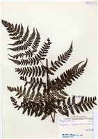 藏品(阿里山鱗毛蕨)的圖片